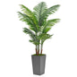 Philodendron Xanadu Planter