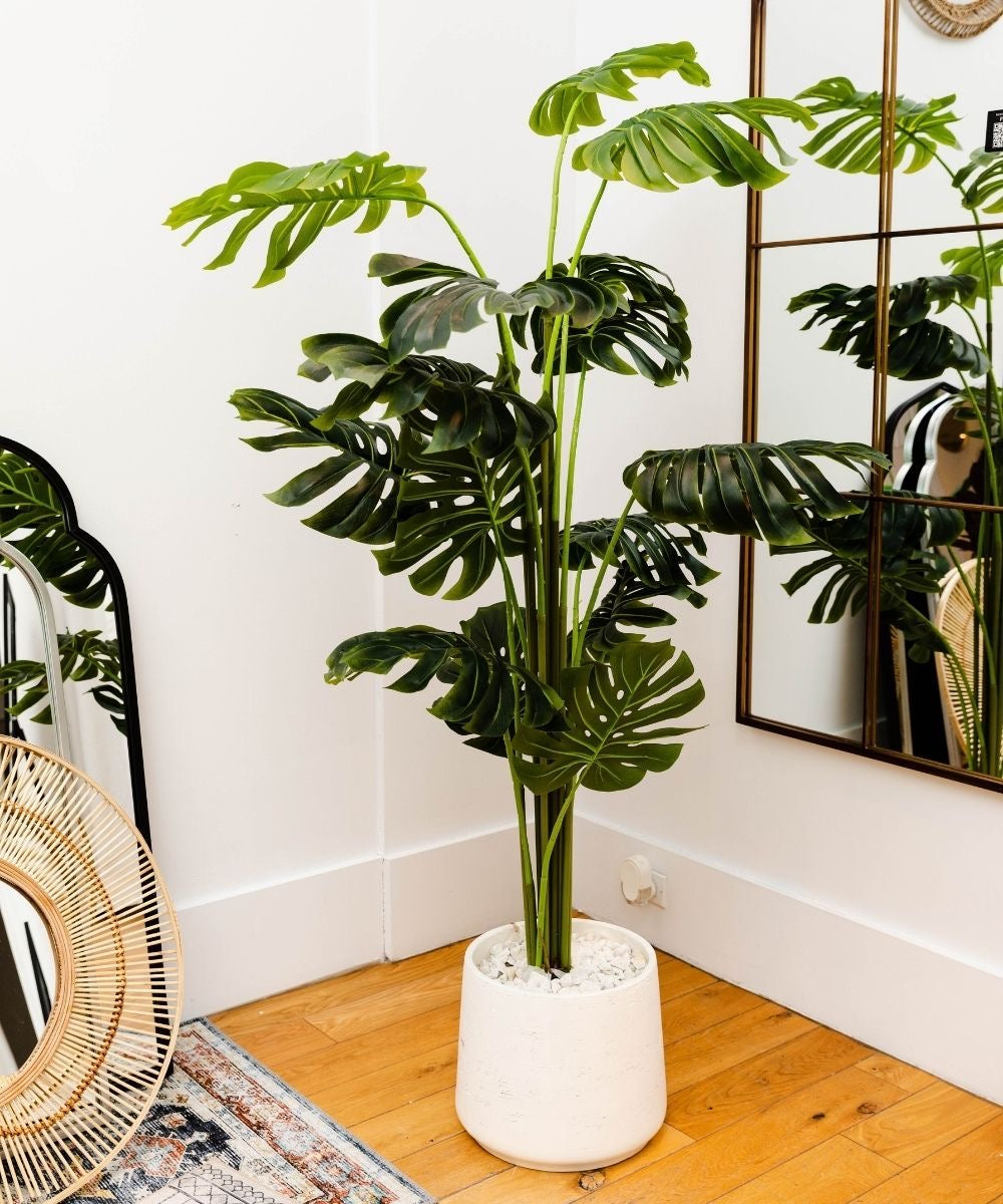 Monstera deliciosa Planter